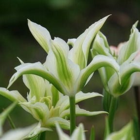 Vente Tulipa greenstar - 10 Tulipes à fleurs de lis Greenstar