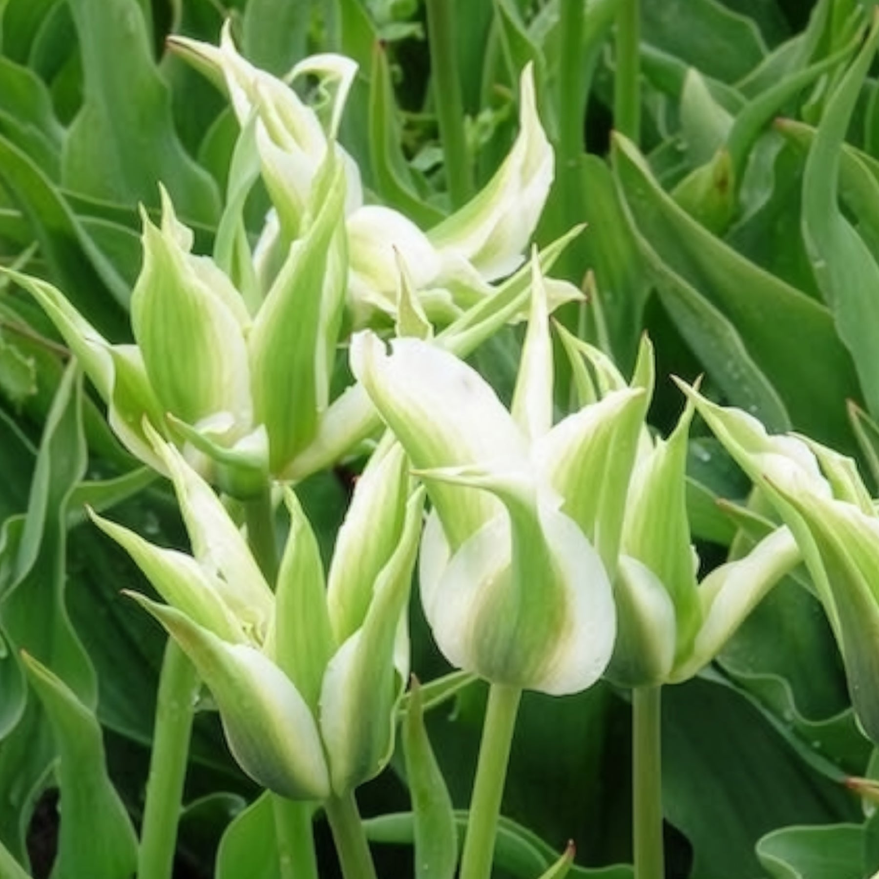 10 Tulipes à fleurs de lis Greenstar - Tulipe - Willemse