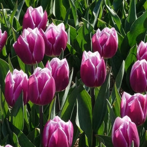 10 Tulipes Triomphe Synaeda blue - Tulipa Synaeda Blue - Willemse