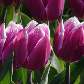 10 Tulipes Triomphe Synaeda blue - Tulipe - Willemse