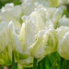 Vente 7 Tulipes perroquet White Parrot