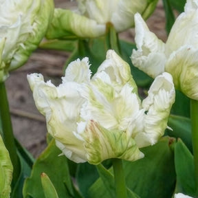 Vente 7 Tulipes perroquet White Parrot - Tulipe