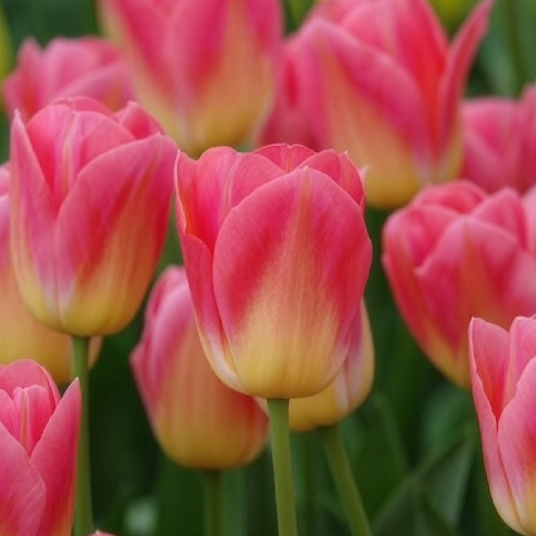 Tulipe - 7 Tulipes Triomphe Tom Pouce - Tulipa 'tom pouce'