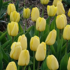 Tulipe - 10 Tulipes Darwin Golden parade - Tulipa 'golden parade'