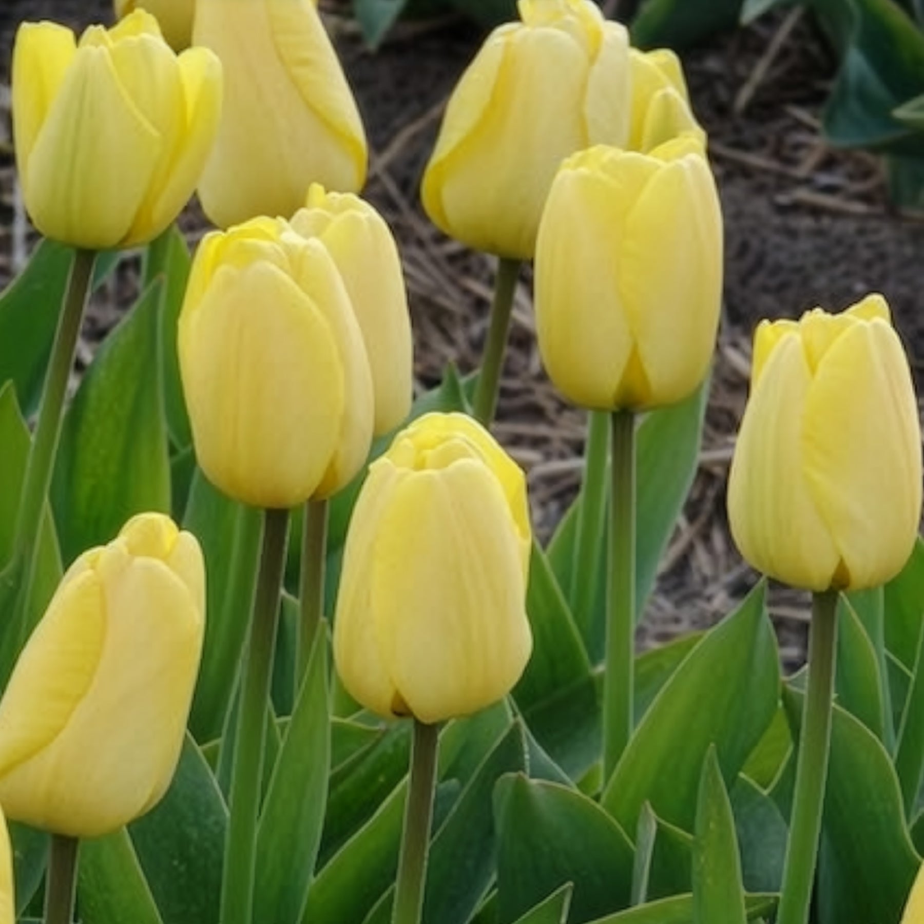Vente 10 Tulipes Darwin Golden parade