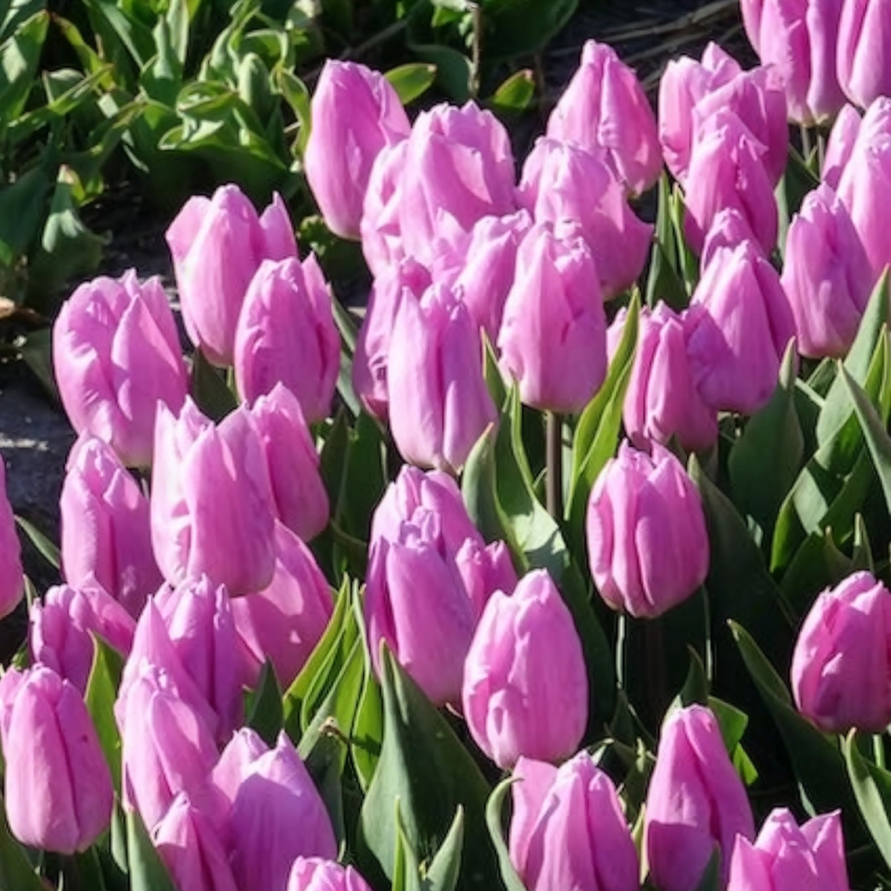 Tulipe - 10 Tulipes Triomphe Candy Prince - Tulipa 'candy prince'