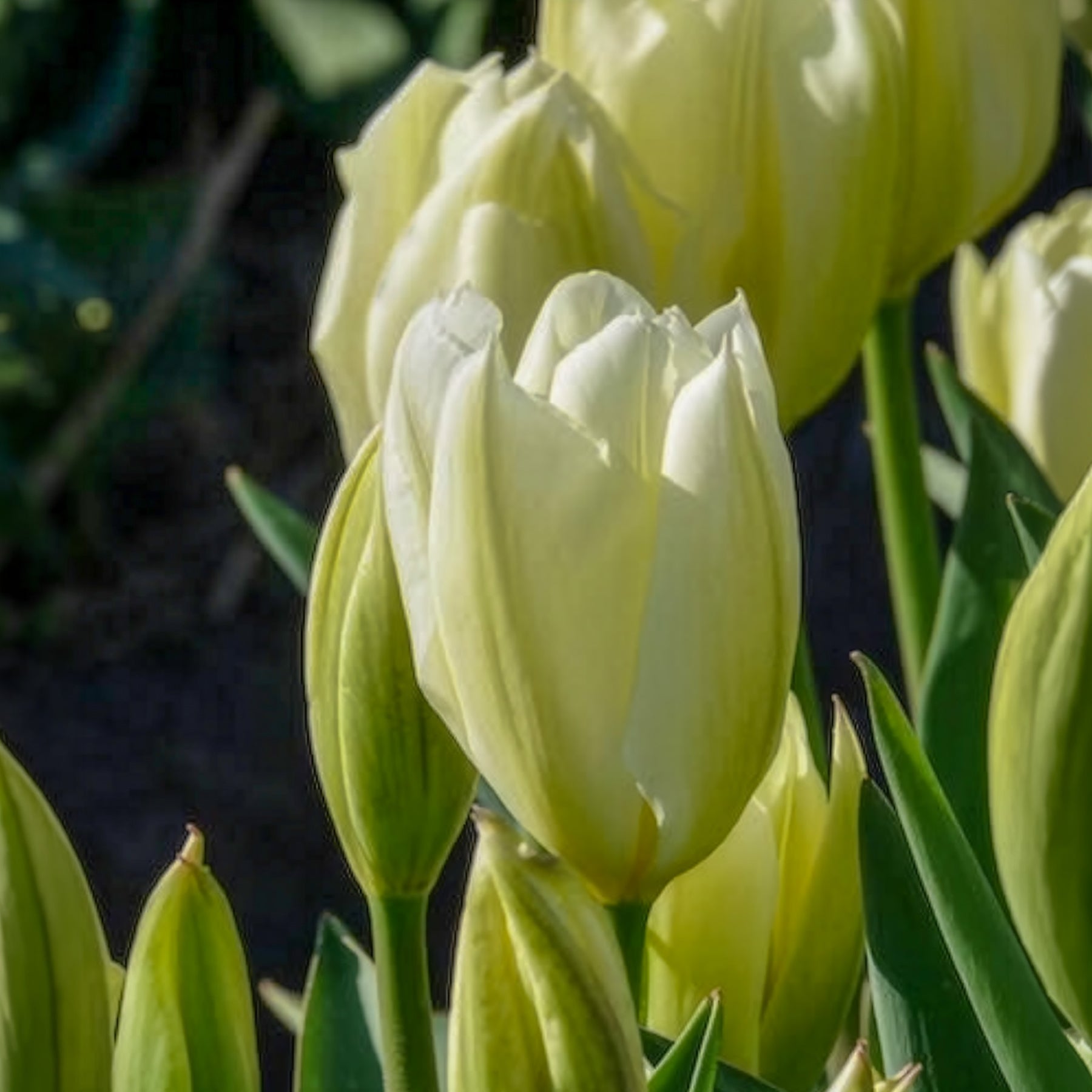 Vente 10 Tulipes Fosteriana Purissima - Tulipe