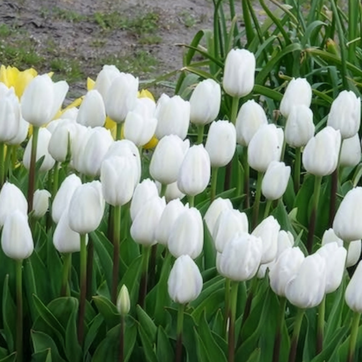 7 Tulipes Triomphe Royal Virgin - Tulipa 'royal virgin' - Willemse