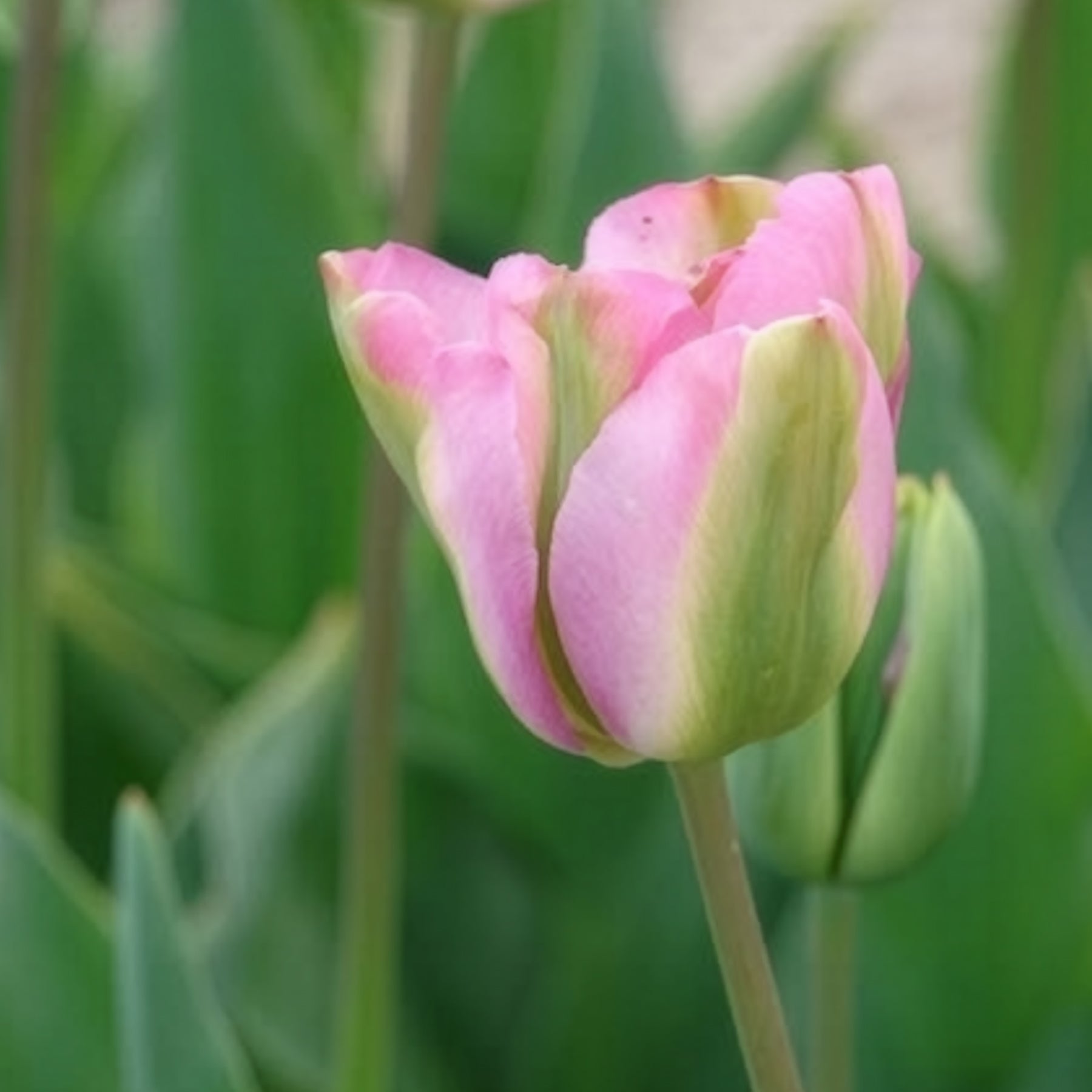 Tulipa 'groenland' - 7 Tulipes Viridiflora Groenland - Tulipe