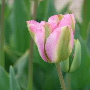 Tulipa 'groenland' - 7 Tulipes Viridiflora Groenland - Tulipe