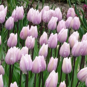 Tulipe - 5 Tulipes Triomphe Silver Cloud - Tulipa 'silver cloud'