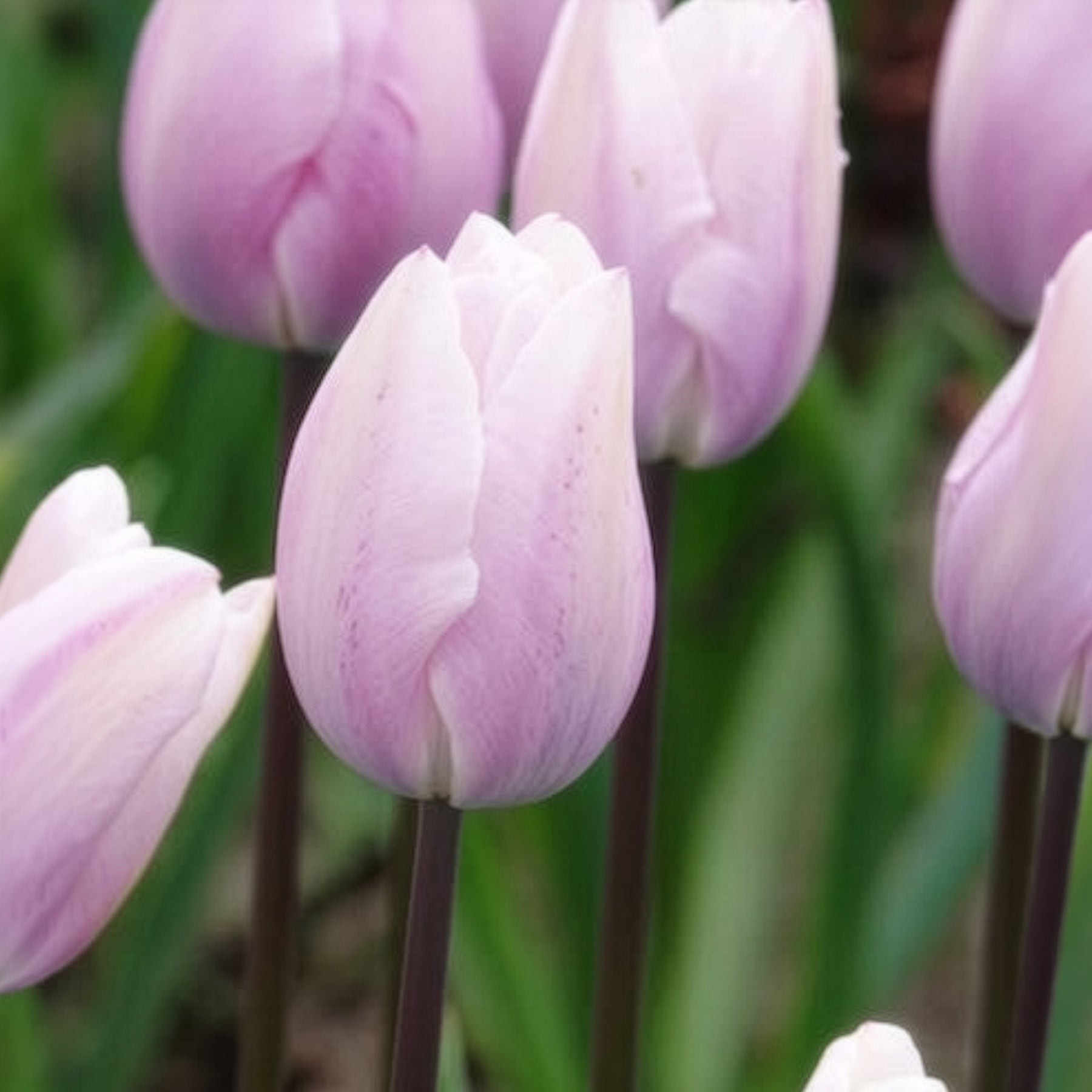 5 Tulipes Triomphe Silver Cloud - Tulipa 'silver cloud' - Willemse