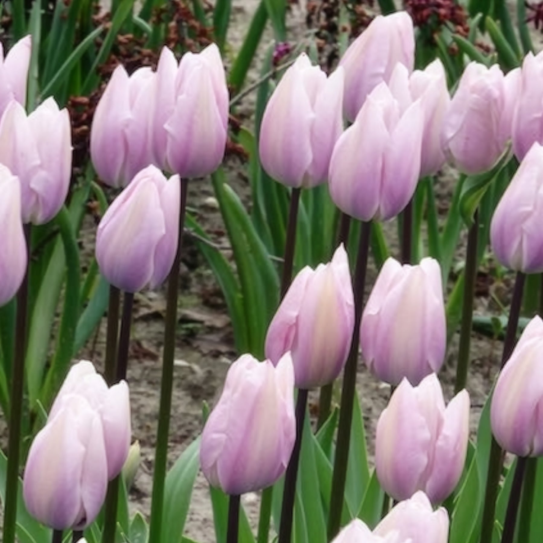 Tulipa 'silver cloud' - 5 Tulipes Triomphe Silver Cloud - Tulipe