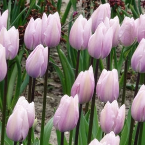 Tulipa 'silver cloud' - 5 Tulipes Triomphe Silver Cloud - Tulipe