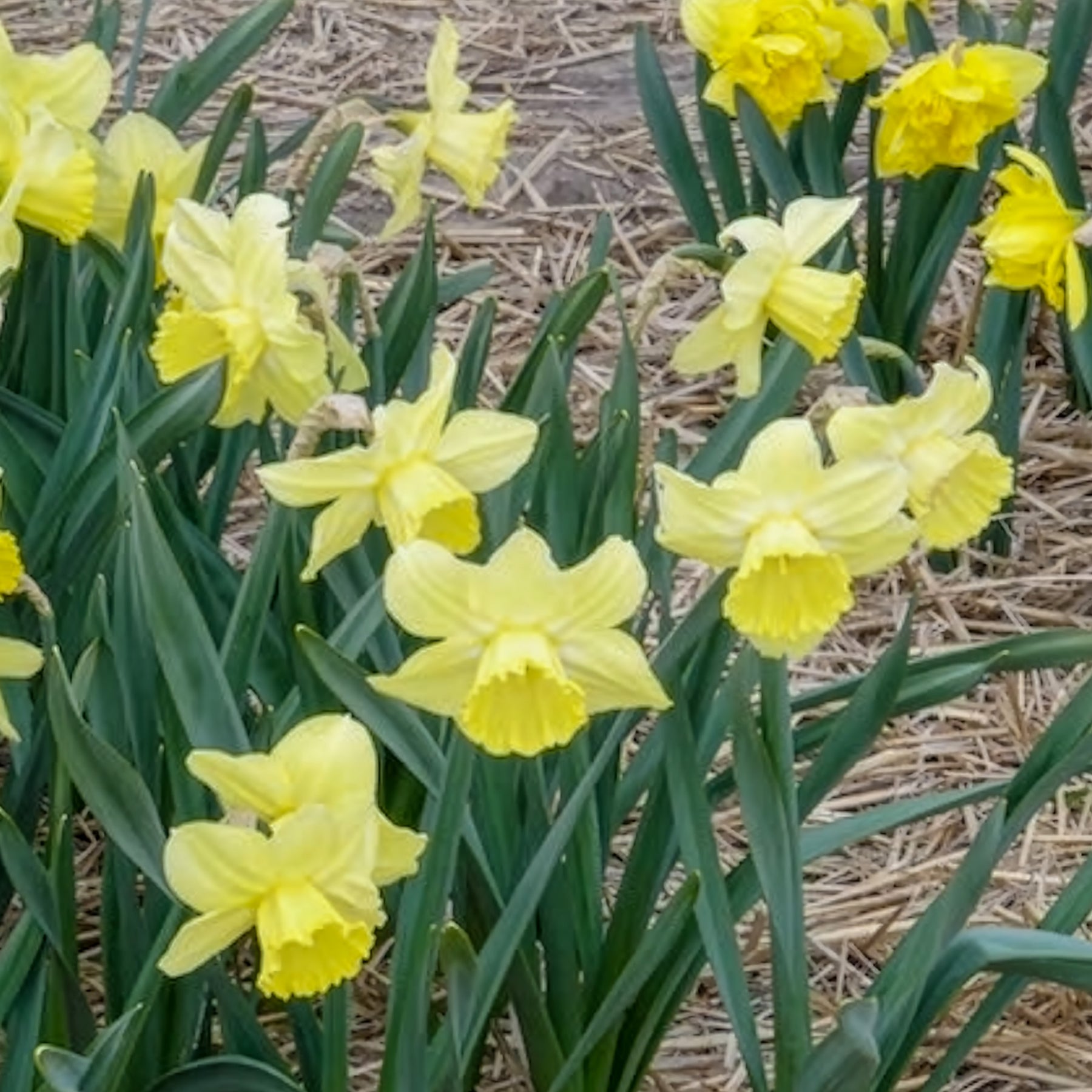 Narcissus Avalon - 5 Narcisses à grande couronne Avalon - Narcisse