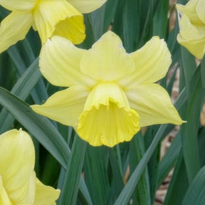 5 Narcisses à grande couronne Avalon - Narcissus Avalon - Willemse