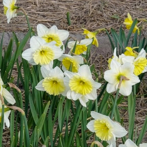 Vente 5 Narcisses à grande couronne Ice follies - Narcissus 'ice follies'