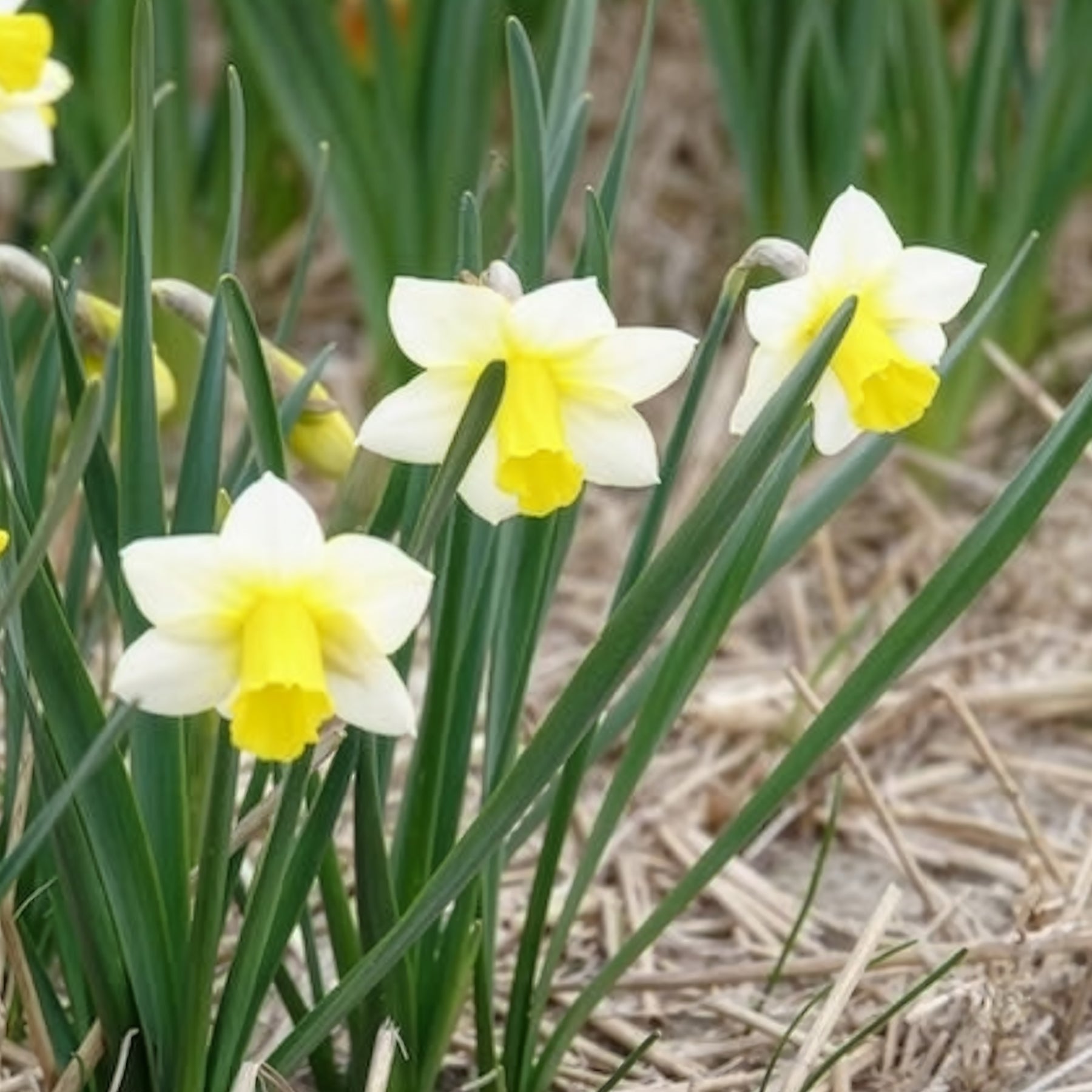 Narcissus 'golden echo' - 7 Narcisses Golden Echo - Narcisse
