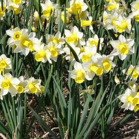 Vente 7 Narcisses Golden Echo - Narcissus 'golden echo'