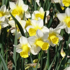 Vente 7 Narcisses Golden Echo
