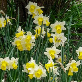 Vente 7 Narcisses Golden Echo - Narcisse