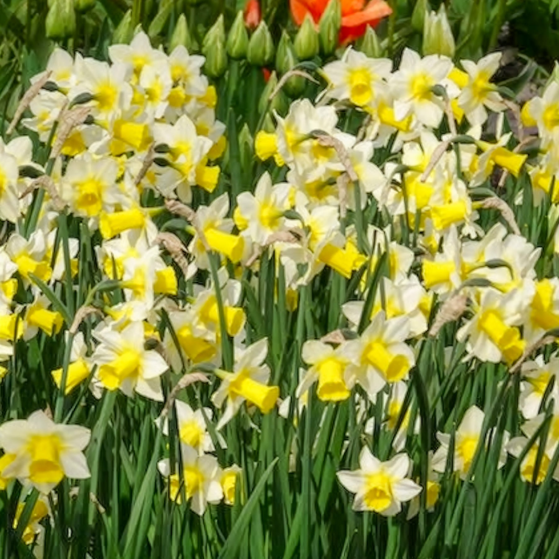 Vente Narcisse - 7 Narcisses Golden Echo
