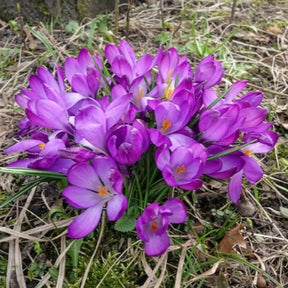 Crocus 'ruby giant' - 20 Crocus hybride Ruby Giant - Crocus