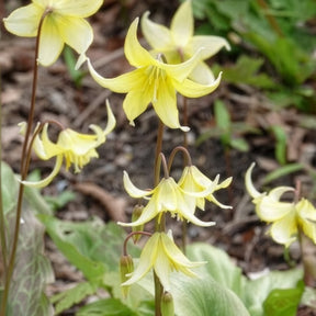 Érythrone - Erythrone Pagoda - Erythronium 'pagoda'