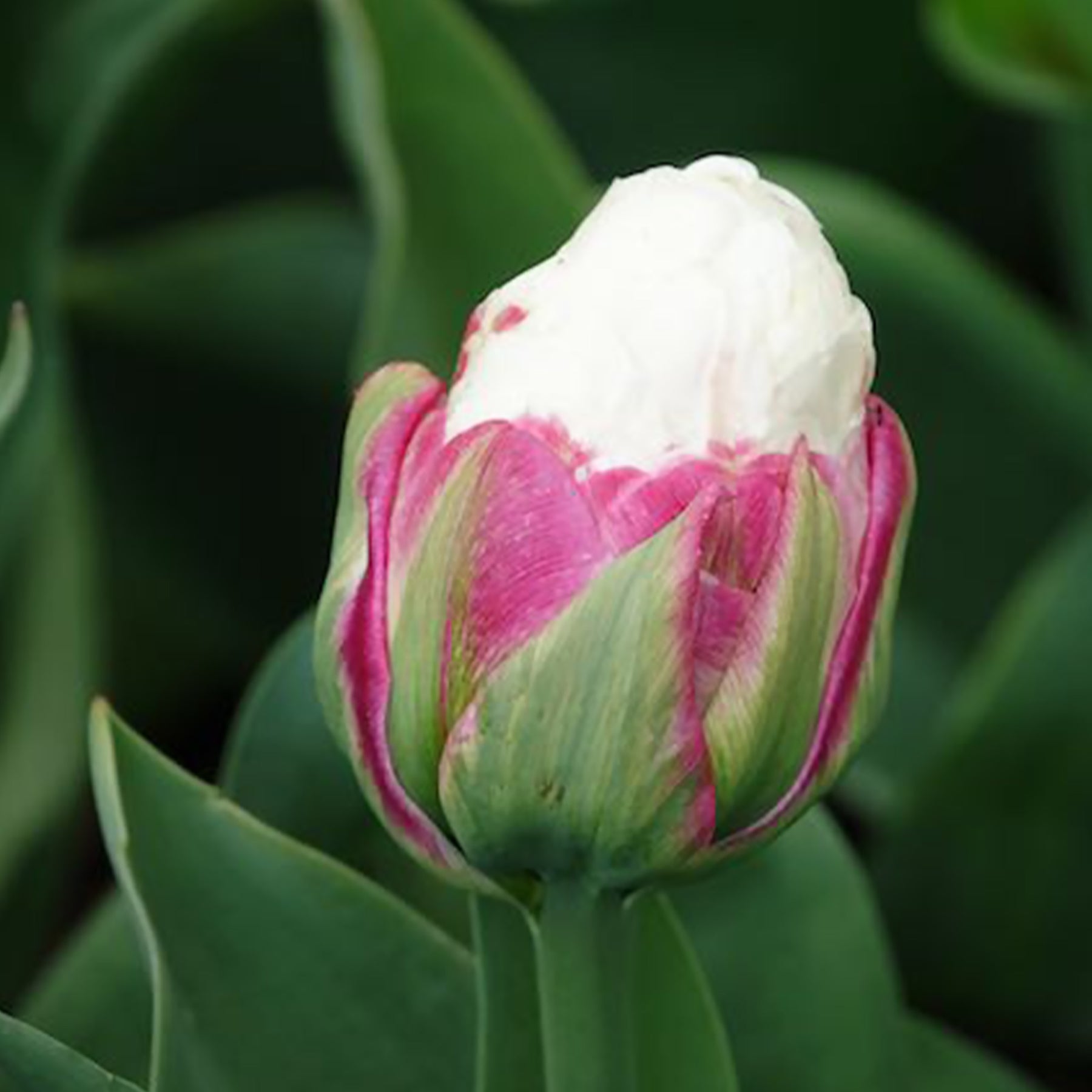Tulipa Ice Cream - 7 Tulipes doubles Ice Cream - Tulipe