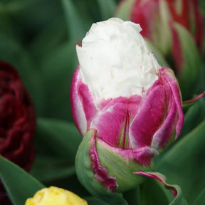 Tulipe - 7 Tulipes doubles Ice Cream - Tulipa Ice Cream