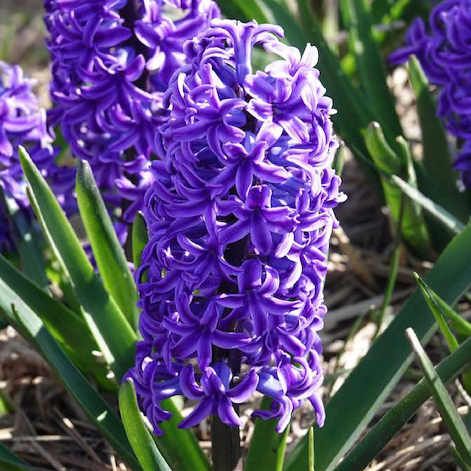 Jacinthe - Jacinthe Blue Jacket - Hyacinthus orientalis Blue Jacket
