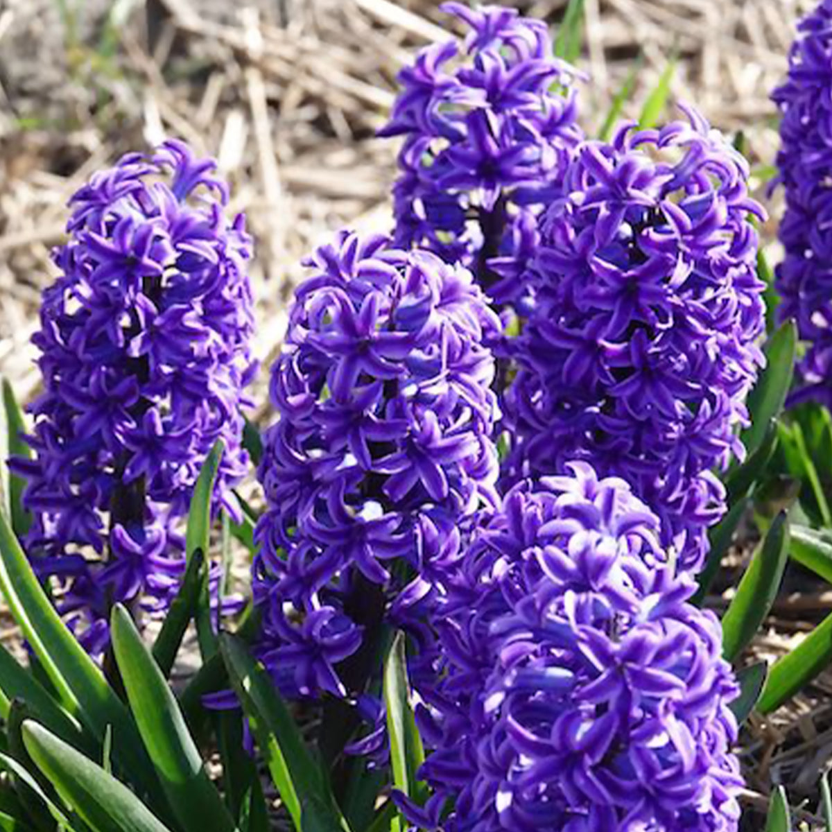 Vente Jacinthe Blue Jacket - Hyacinthus orientalis Blue Jacket