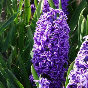 Jacinthe Blue Jacket - Jacinthe - Willemse