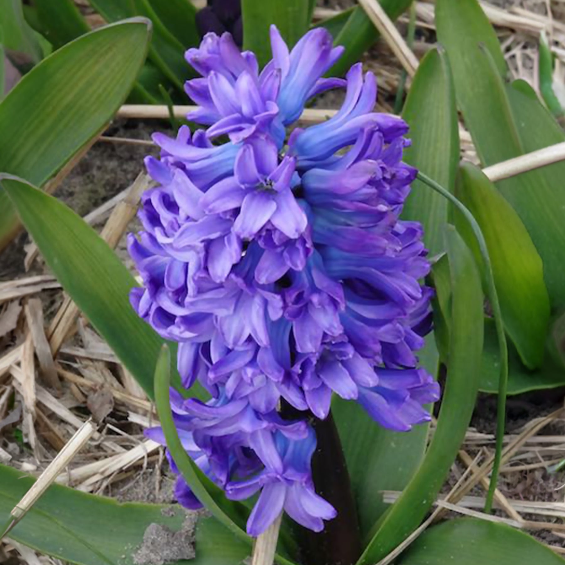 Jacinthe - Jacinthe Delft Blue - Hyacinthus orientalis Delft Blue