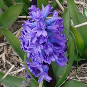 Jacinthe - Jacinthe Delft Blue - Hyacinthus orientalis Delft Blue