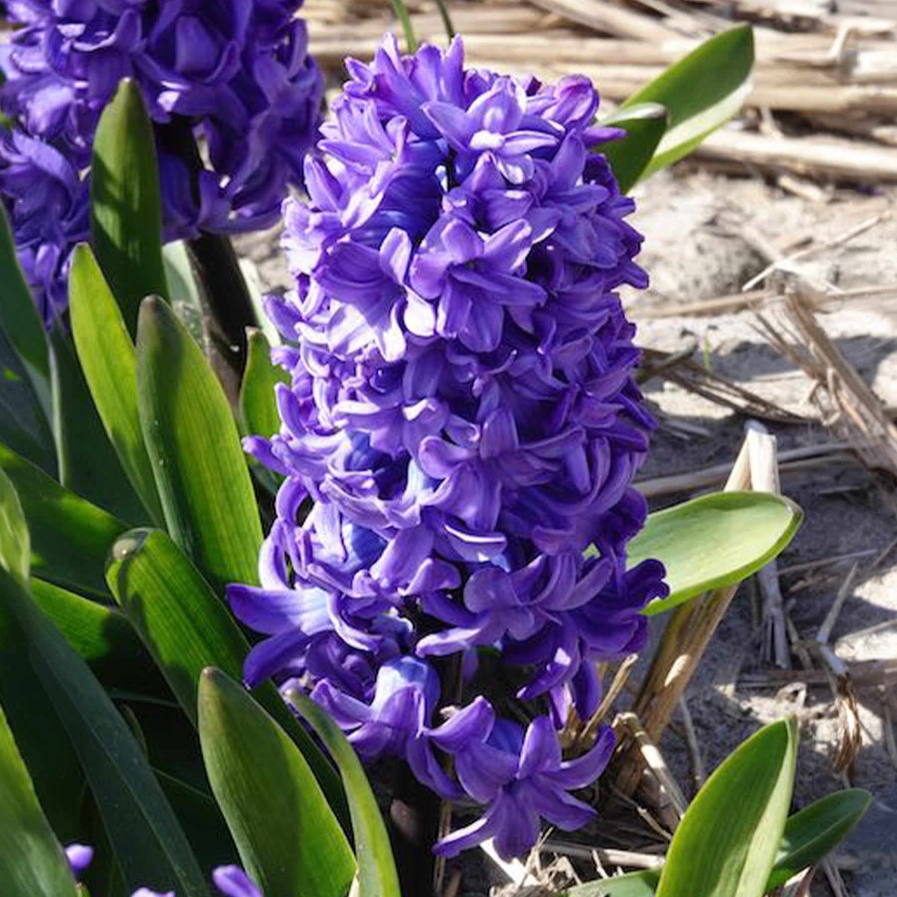 Vente Jacinthe Delft Blue - Hyacinthus orientalis Delft Blue