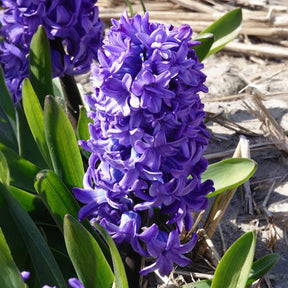 Vente Jacinthe Delft Blue - Hyacinthus orientalis Delft Blue