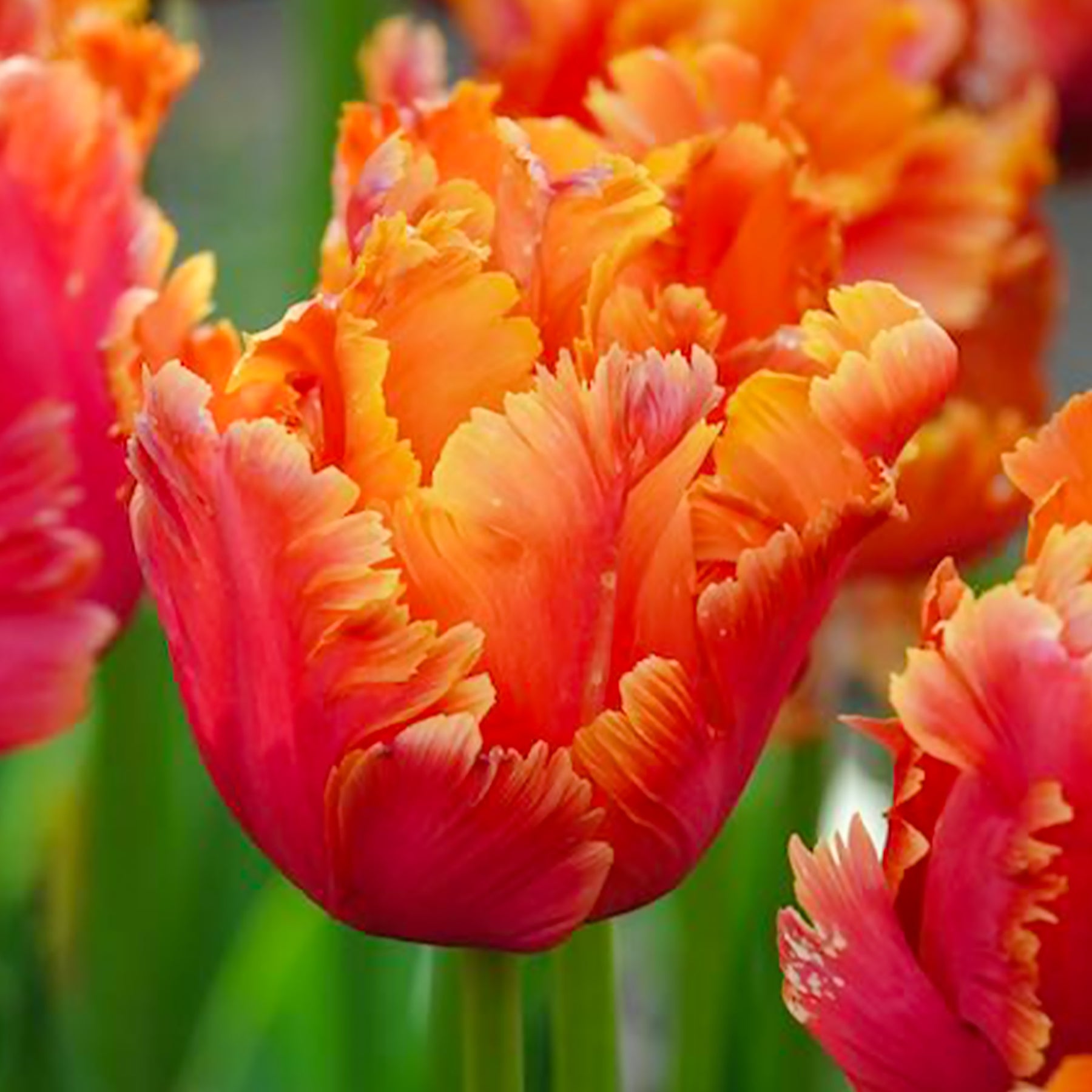 Vente 7 Tulipes perroquets Amazing Parrot