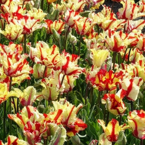 Vente Tulipe perroquet Flaming Parrot - Tulipa Flaming Parrot