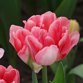 Tulipe - 10 Tulipes à fleur de pivoine Foxtrot - Tulipa foxtrot