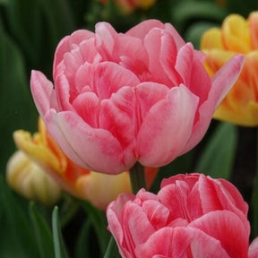 10 Tulipes à fleur de pivoine Foxtrot - Tulipe - Willemse