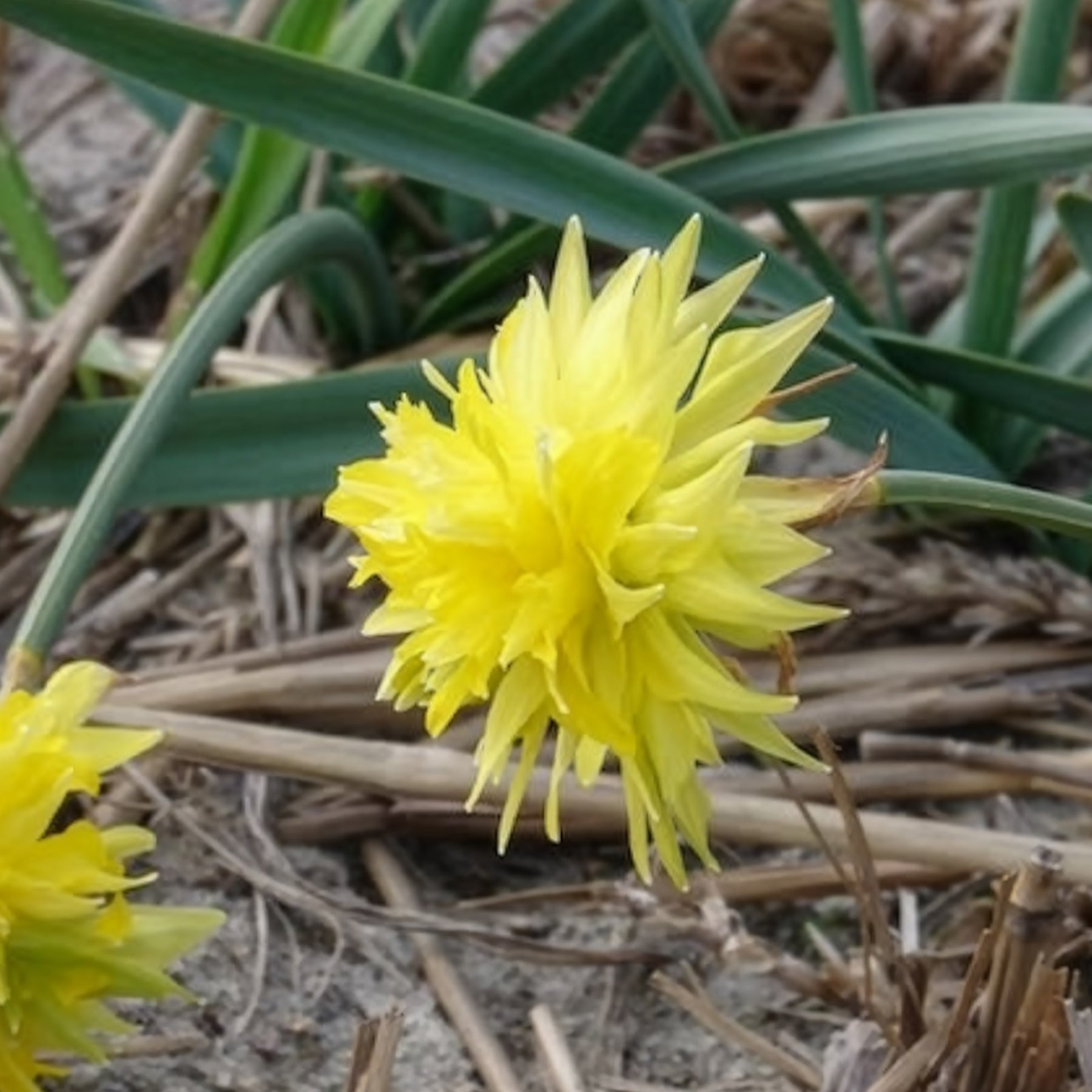 Vente 5 Mini-narcisses Rip van Winkle - Narcissus Rip van Winkle