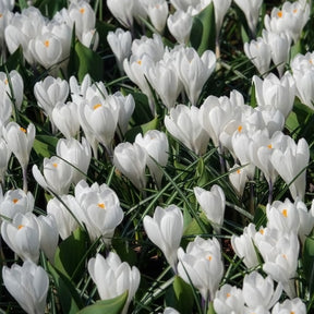 Crocus - 15 Crocus Jeanne d'Arc - Crocus vernus jeanne d'arc