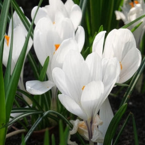 Vente 15 Crocus Jeanne d'Arc - Crocus vernus jeanne d'arc