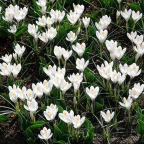 15 Crocus Jeanne d'Arc - Crocus - Willemse