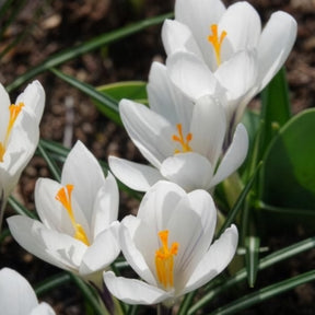 Vente 15 Crocus Jeanne d'Arc - Crocus