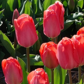 Vente 10 Tulipes Van Eijk - Tulipa Van Eijk