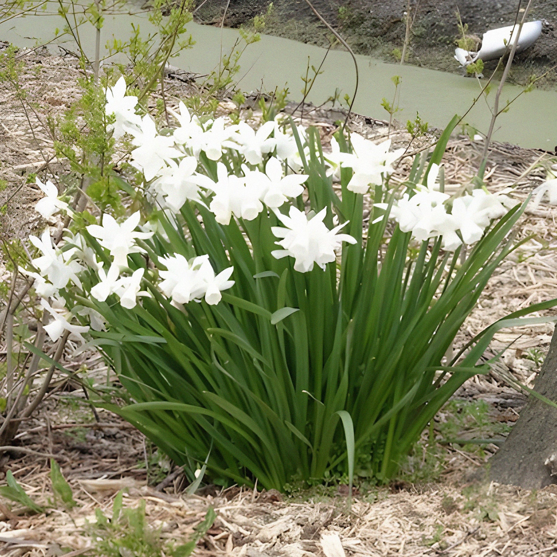 Narcisse - 7 Narcisses Thalia - Narcissus triandrus Thalia