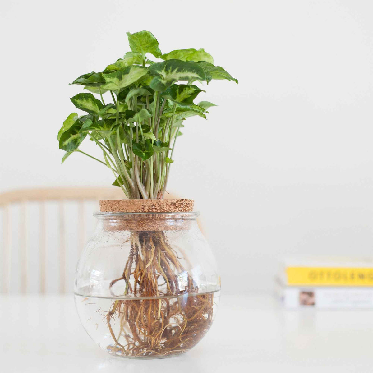 Syngonium et son ampoule vase