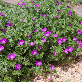 Géranium vivace Elke
